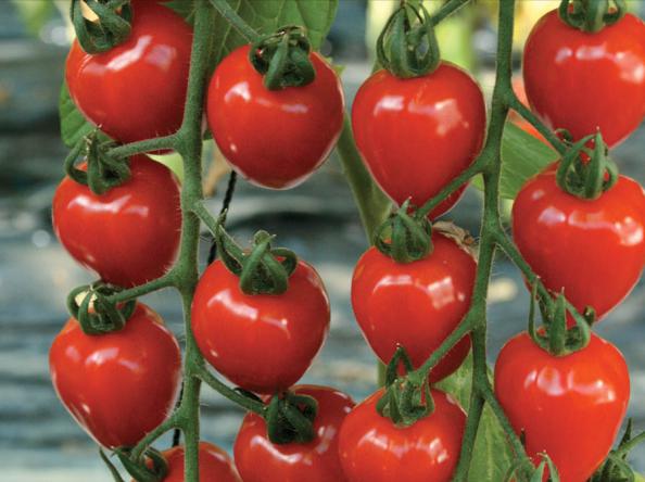 آموزش کاشت بذر گوجه فرنگی 