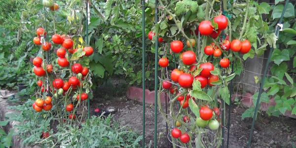 تولید انواع گوجه فرنگی گلخانه ای