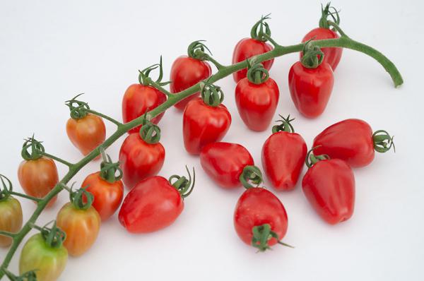 توزیع کنندگان گوجه فرنگی زیتونی