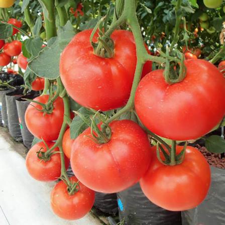 قیمت روز گوجه فرنگی گلخانه ای