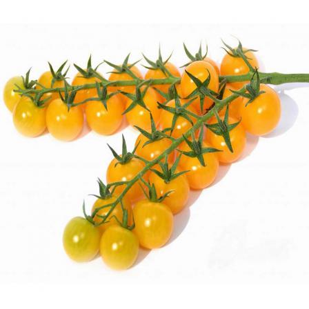 اطلاعاتی درباره کیفیت گوجه زیتونی زرد