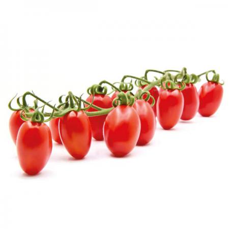 توزیع کنندگان گوجه فرنگی خوشه ای