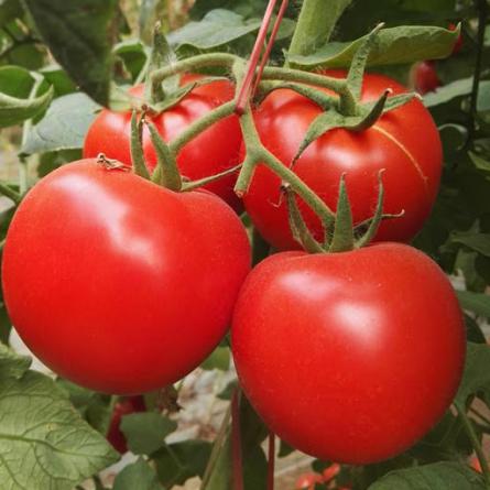 ارائه کننده گوجه گلخانه ای صادراتی