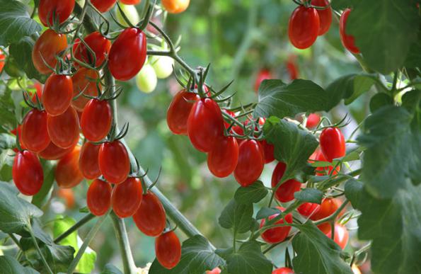 مرکز توزیع گوجه زیتونی صادراتی
