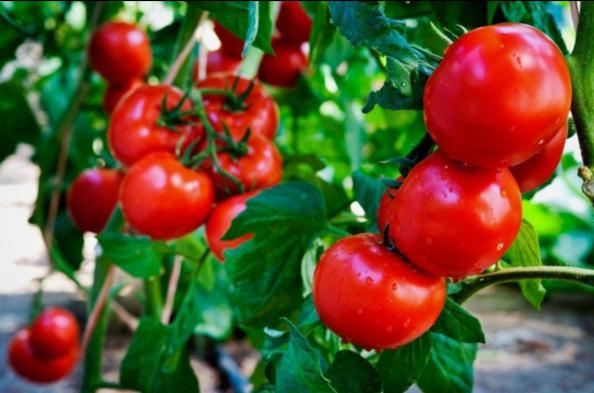 مهمترین ویژگی گوجه گلخانه ای عمده