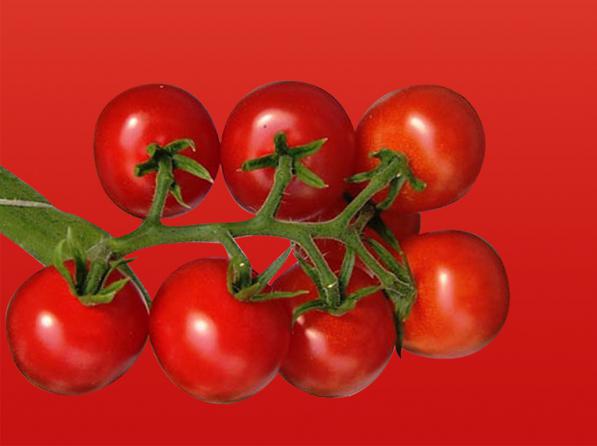 فروش ویژه گوجه زیتونی رابی