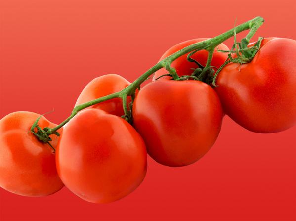 ارائه کننده گوجه زیتونی رابی