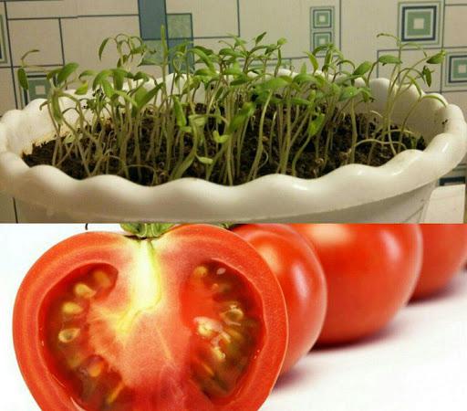 مرکز عرضه بذر گوجه فرنگی
