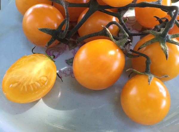 قیمت پخش گوجه زیتونی زرد اصفهان