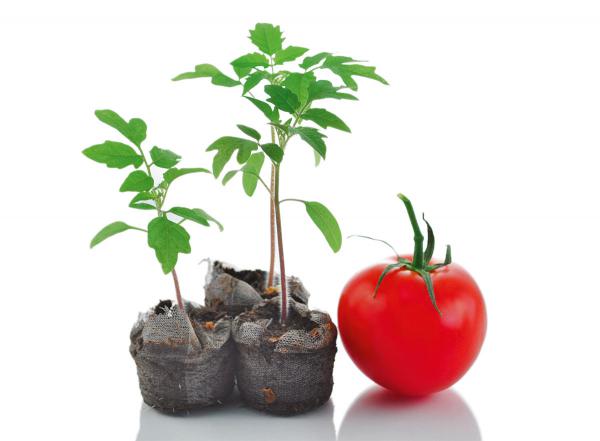 بررسی کیفی بذر گوجه فرنگی