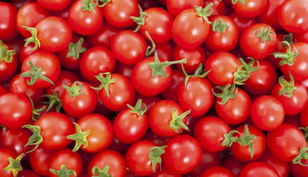 ویژگی گوجه گلخانه عمده صادراتی