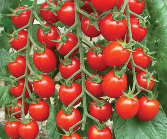 بازار فروش گوجه چری اصفهان