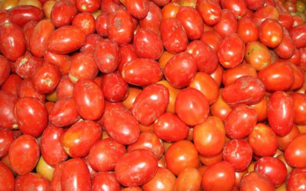 آشنایی با انواع بذر گوجه زیتونی سانتلا