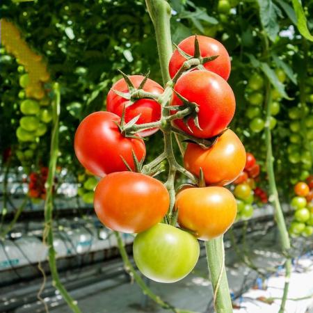 نرخ روز بذر گوجه گلخانه ای درشت
