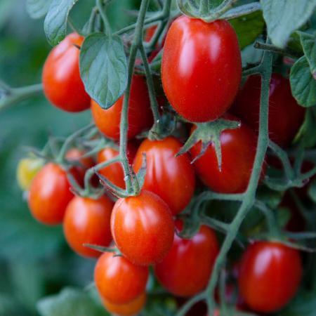 قیمت روز گوجه چری اصفهان