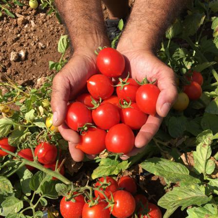 مراکز پخش گوجه چری اصفهان