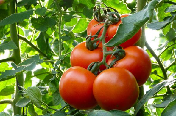 کیفیت بذر گوجه گلخانه ای درشت
