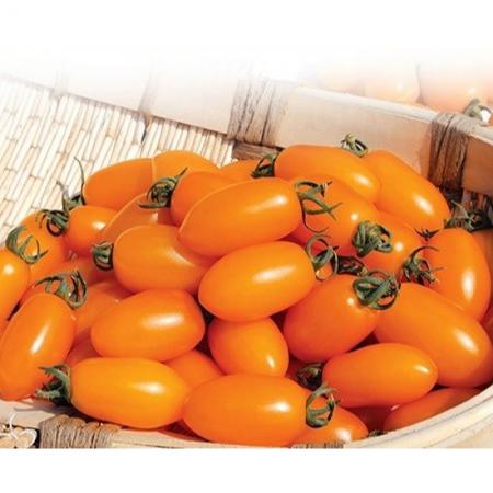 بازار فروش گوجه فرنگی زیتونی