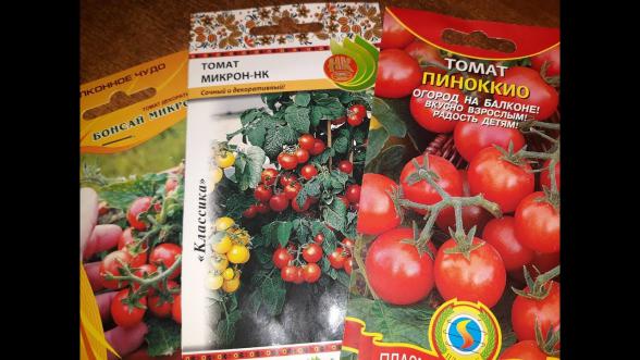 تولید ویژه بذر گوجه چری
