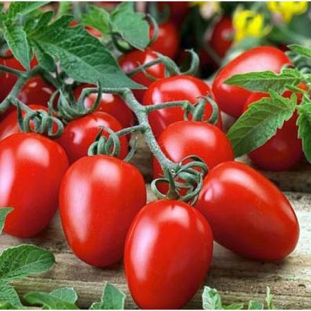 تولید کنندگان گوجه چری اصفهان