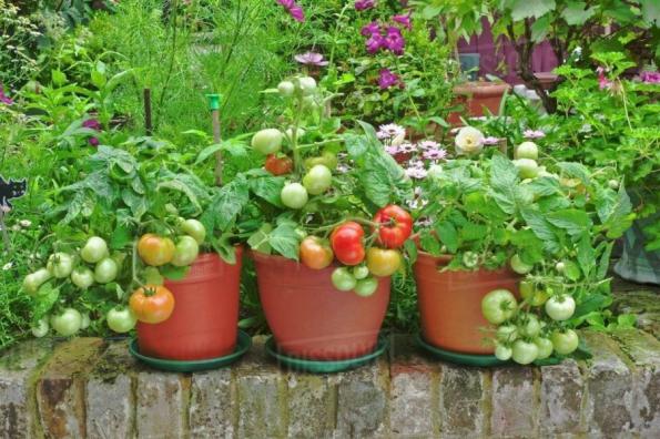 اطلاعاتی درباره بذر گوجه زیتونی سانتلا