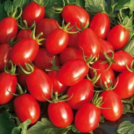 مراکز فروش گوجه زیتونی اصفهان