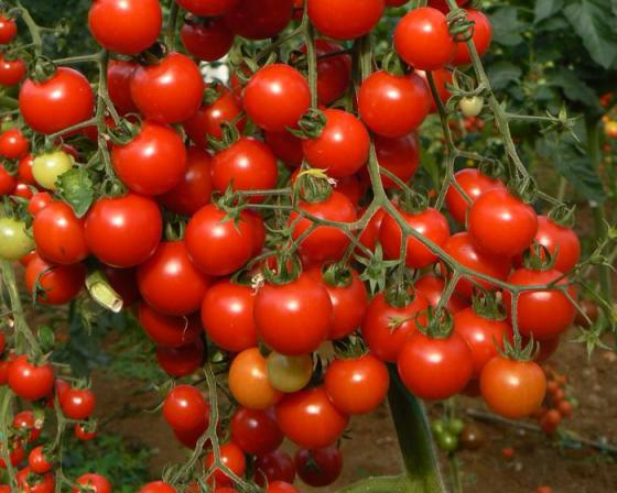 کیفیت انواع گوجه گیلاسی گلخانه ای
