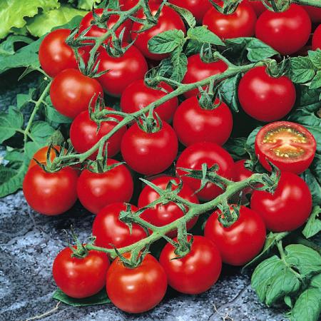 اطلاعاتی درباره گوجه چری گیلاسی