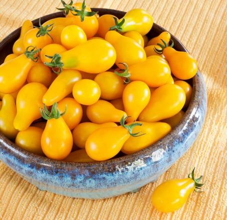 کیفیت انواع گوجه زیتونی زرد
