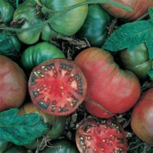 محافظت از بذر روییده شده گوجه در برابر حشرات